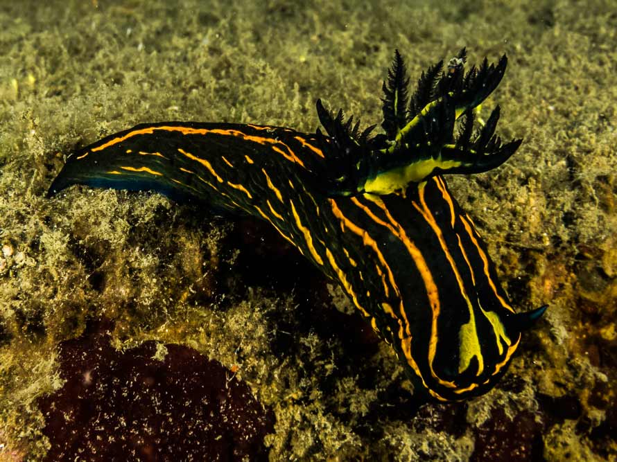 Tyrannodoris luteolineata